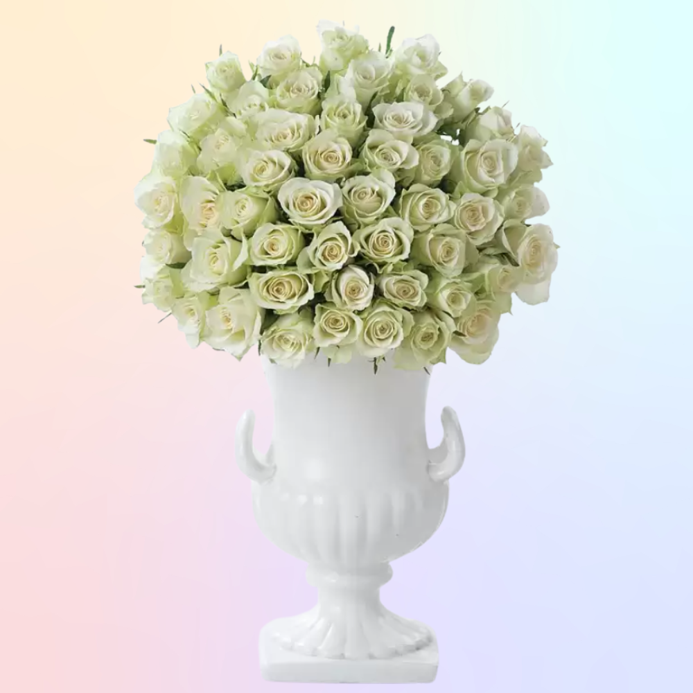 Rose Colour Meanings: UK Guide to Gifting Roses 50 white roses appleyard flowers