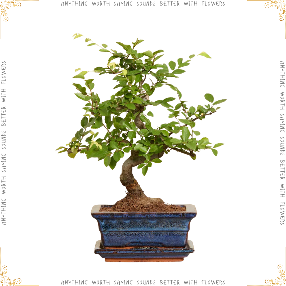 Bonsai Tree