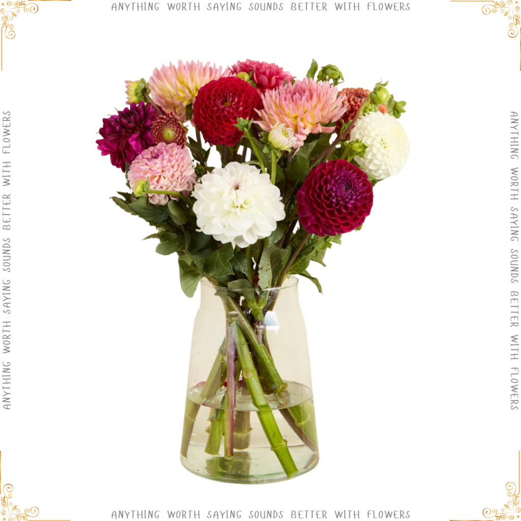 british dahlias arena better with flowers 26